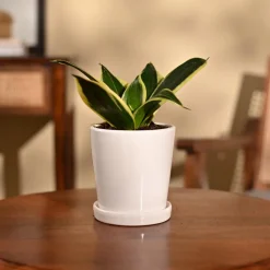 Snake Plant - Golden Hahnii