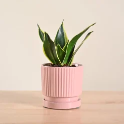 Snake Plant - Golden Hahnii