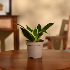 Snake Plant - Golden Hahnii