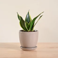 Snake Plant - Golden Hahnii