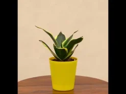 Snake Plant - Golden Hahnii