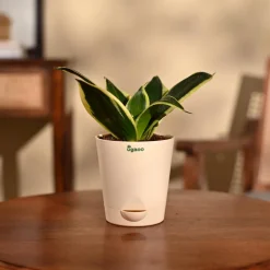 Snake Plant - Golden Hahnii