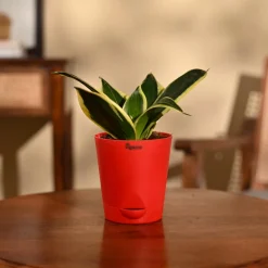Snake Plant - Golden Hahnii