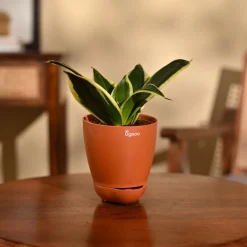 Snake Plant - Golden Hahnii