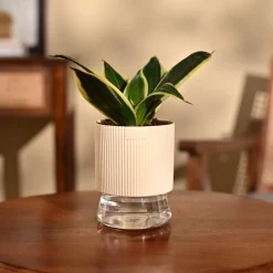 Snake Plant - Golden Hahnii