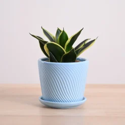 Snake Plant - Golden Hahnii