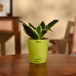 Snake Plant - Golden Hahnii
