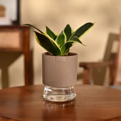 Snake Plant - Golden Hahnii