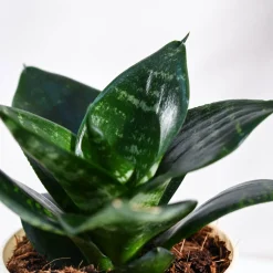 Snake Plant - Green