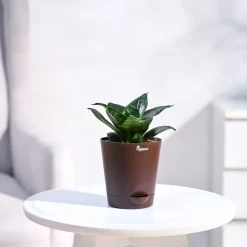 Snake Plant - Green