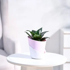 Snake Plant - Green