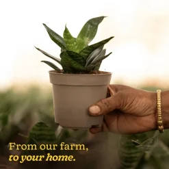 Snake Plant - Green
