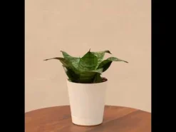 Snake Plant - Green