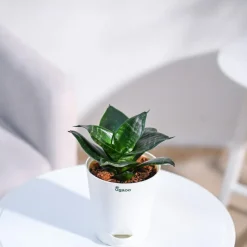 Snake Plant - Green