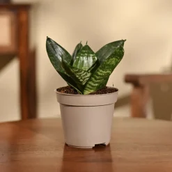 Snake Plant - Green