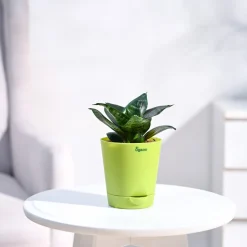 Snake Plant - Green