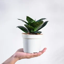 Snake Plant - Green
