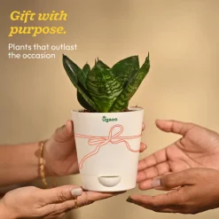 Snake Plant - Green