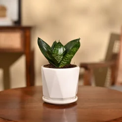 Snake Plant - Green