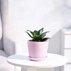 Snake Plant - Green