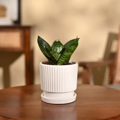 Snake Plant - Green