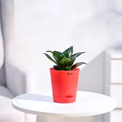 Snake Plant - Green
