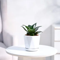 Snake Plant - Green