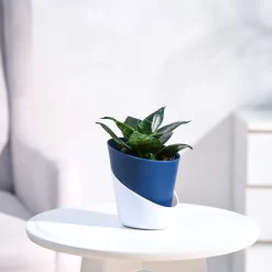 Snake Plant - Green