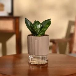 Snake Plant - Green