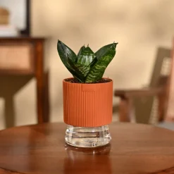 Snake Plant - Green