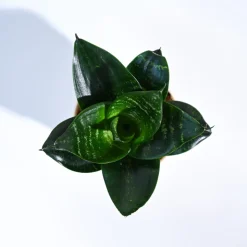 Snake Plant - Green