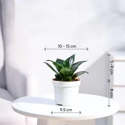 Snake Plant - Green
