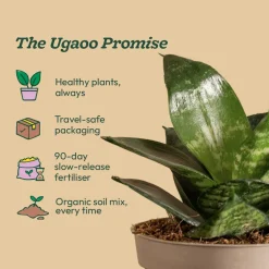 Snake Plant - Green