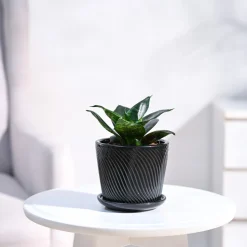 Snake Plant - Green