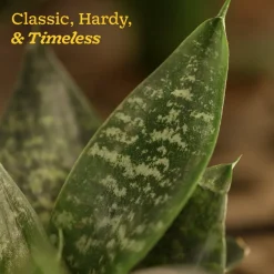 Snake Plant - Green