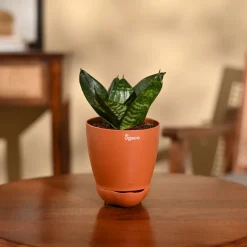Snake Plant - Green
