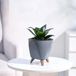 Snake Plant - Green