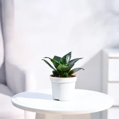 Snake Plant - Green