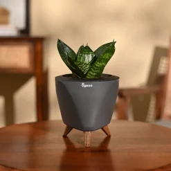 Snake Plant - Green