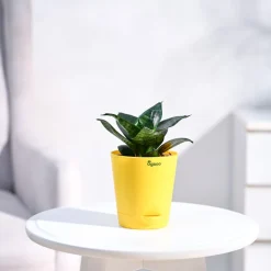 Snake Plant - Green