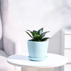 Snake Plant - Green