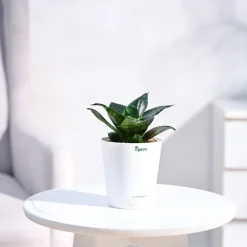Snake Plant - Green