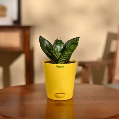 Snake Plant - Green