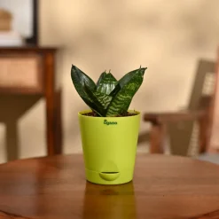 Snake Plant - Green