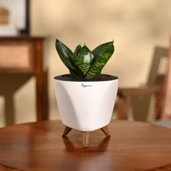 Snake Plant - Green
