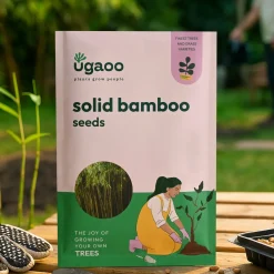 Solid Bamboo Seeds (Dendrocalamus Strictus) - 100 g