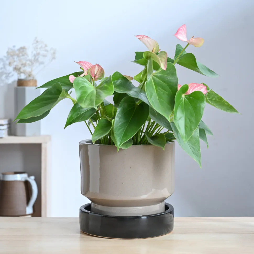 Soothing Rains Ceramic Planters