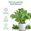Spinach Grow Kit