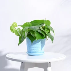 Spiro Ceramic Pot