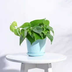 Spiro Ceramic Pot